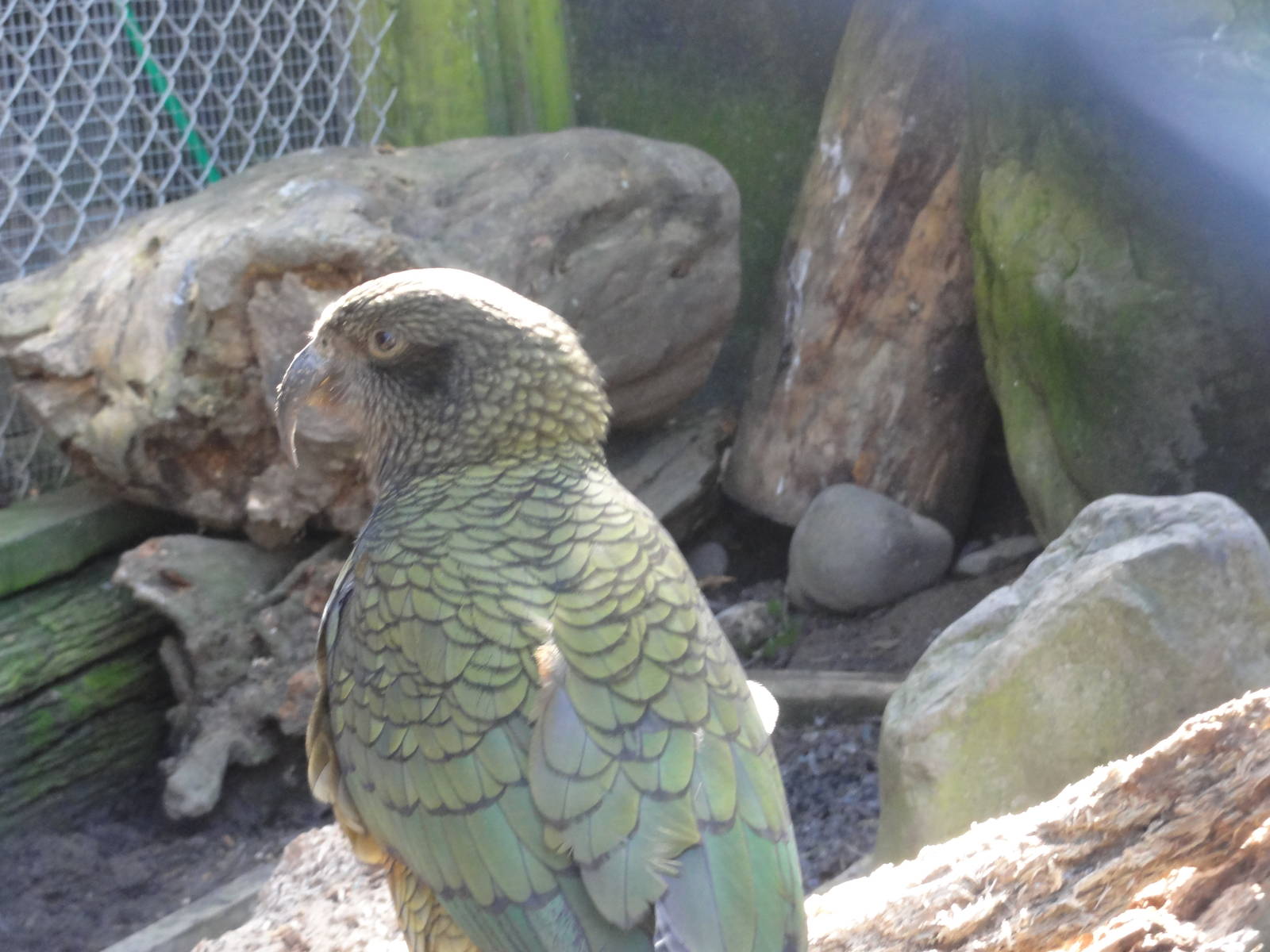 Wellington zoo: circa 2010