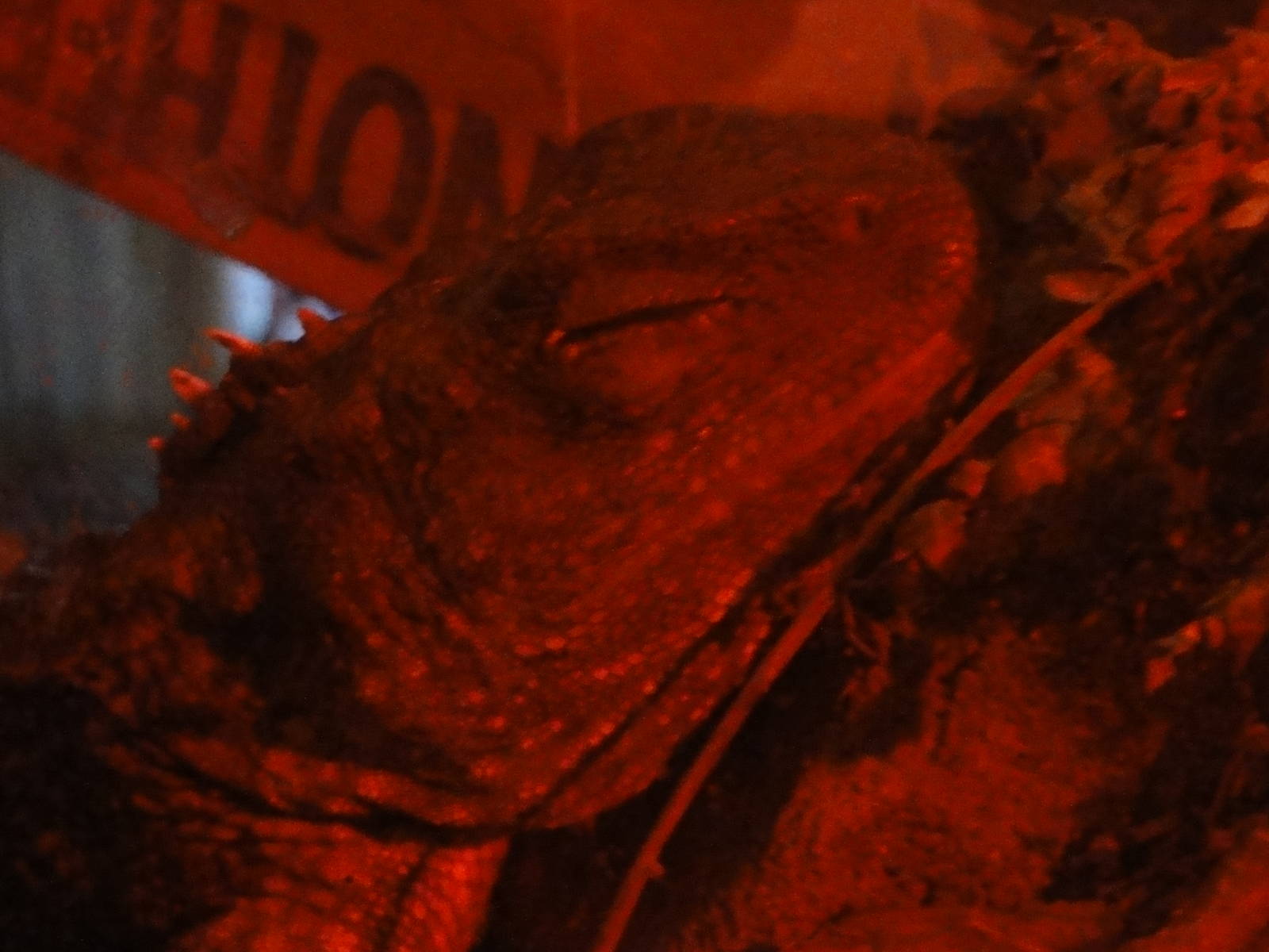 Wellington zoo: circa 2010