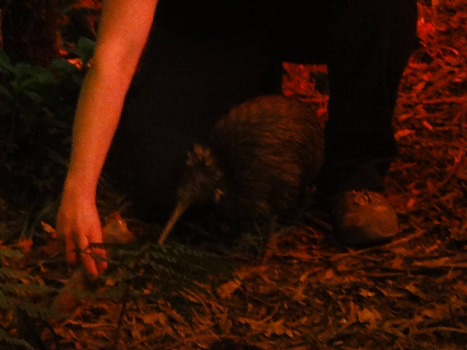 Wellington zoo: circa 2010