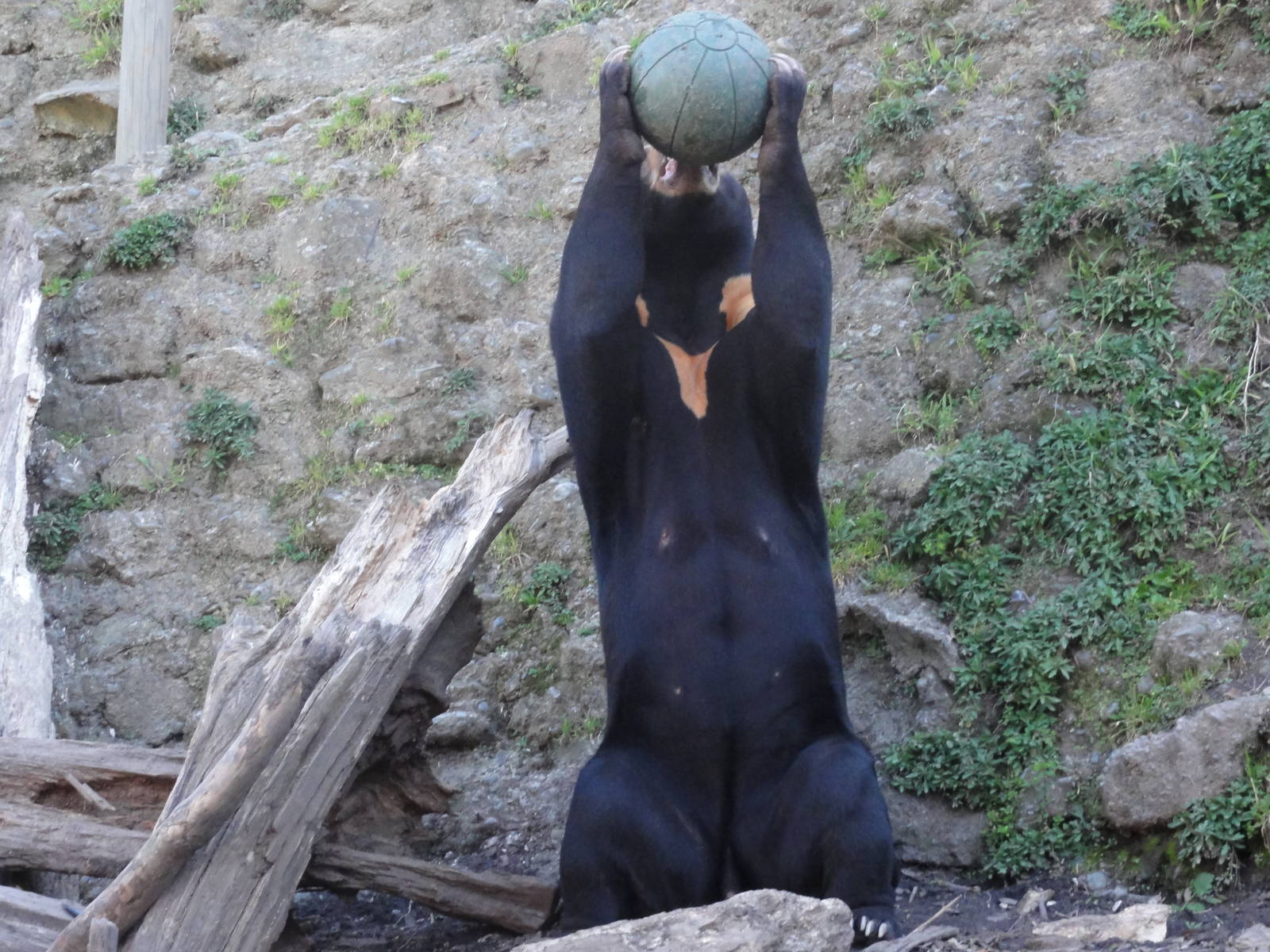 Wellington zoo: circa 2010