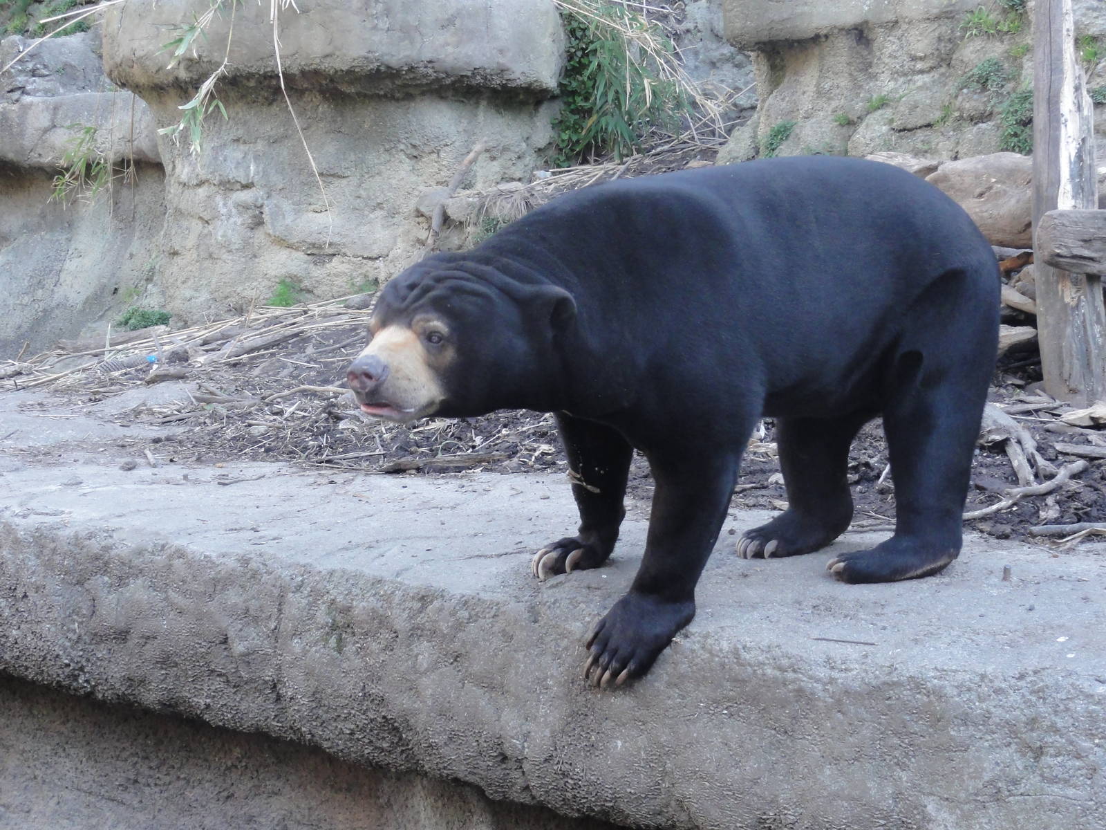 Wellington zoo: circa 2010