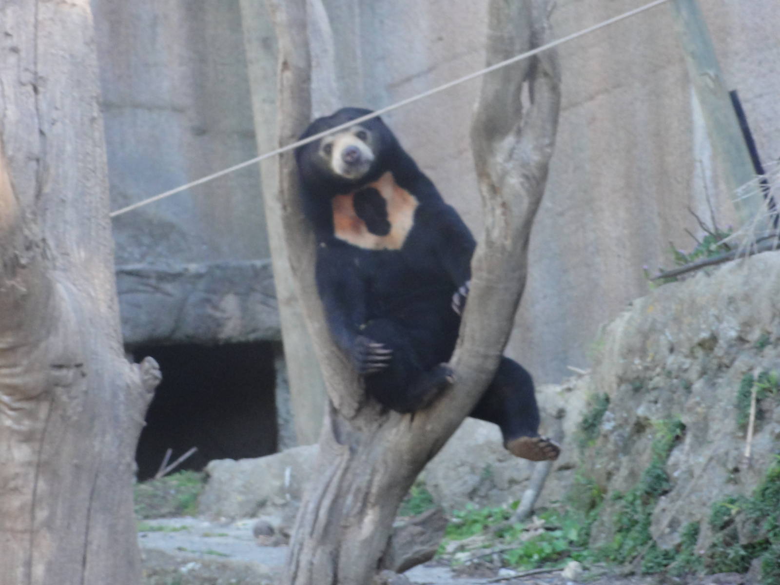 Wellington zoo: circa 2010