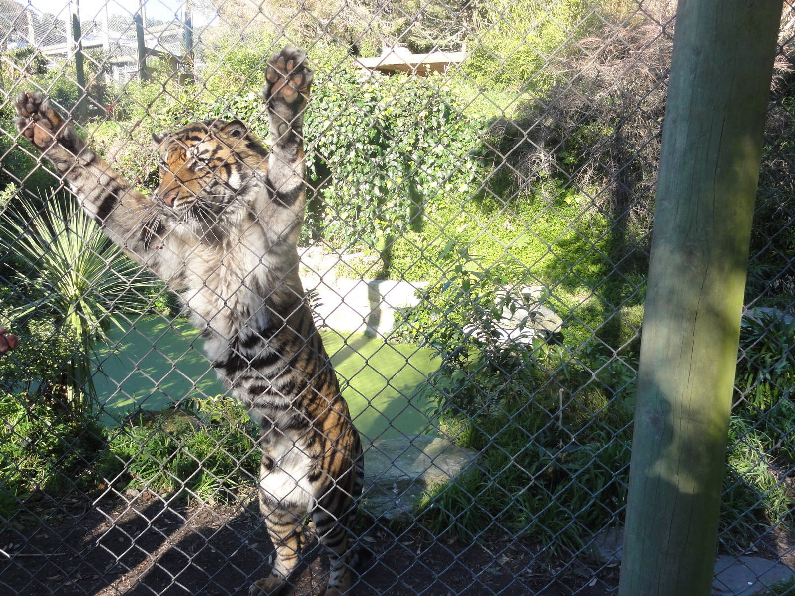 Wellington zoo: circa 2010