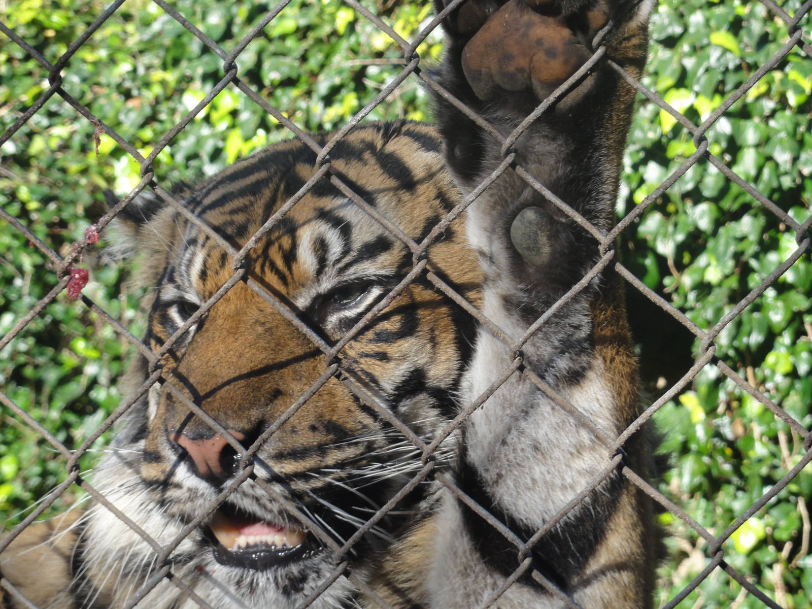 Wellington zoo: circa 2010