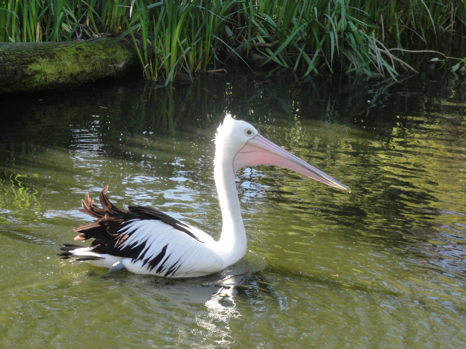 Wellington zoo: circa 2010