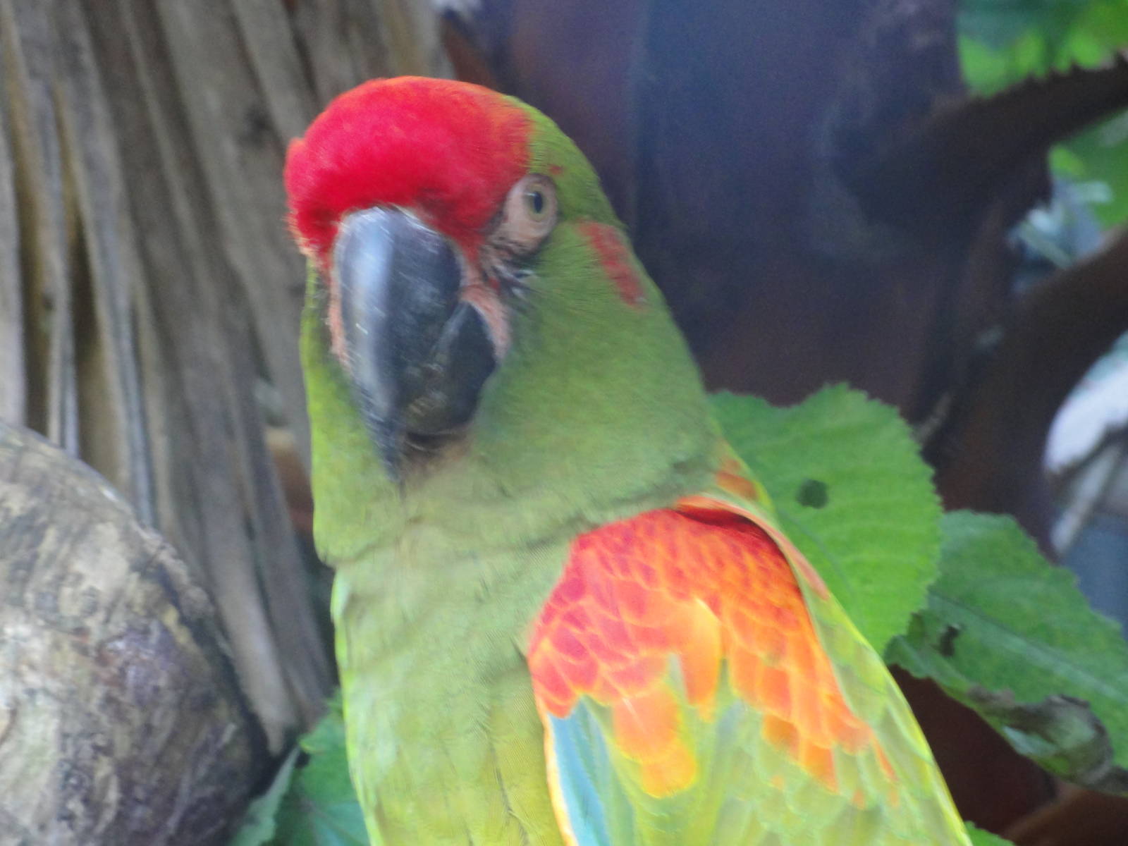 Wellington zoo: circa 2010