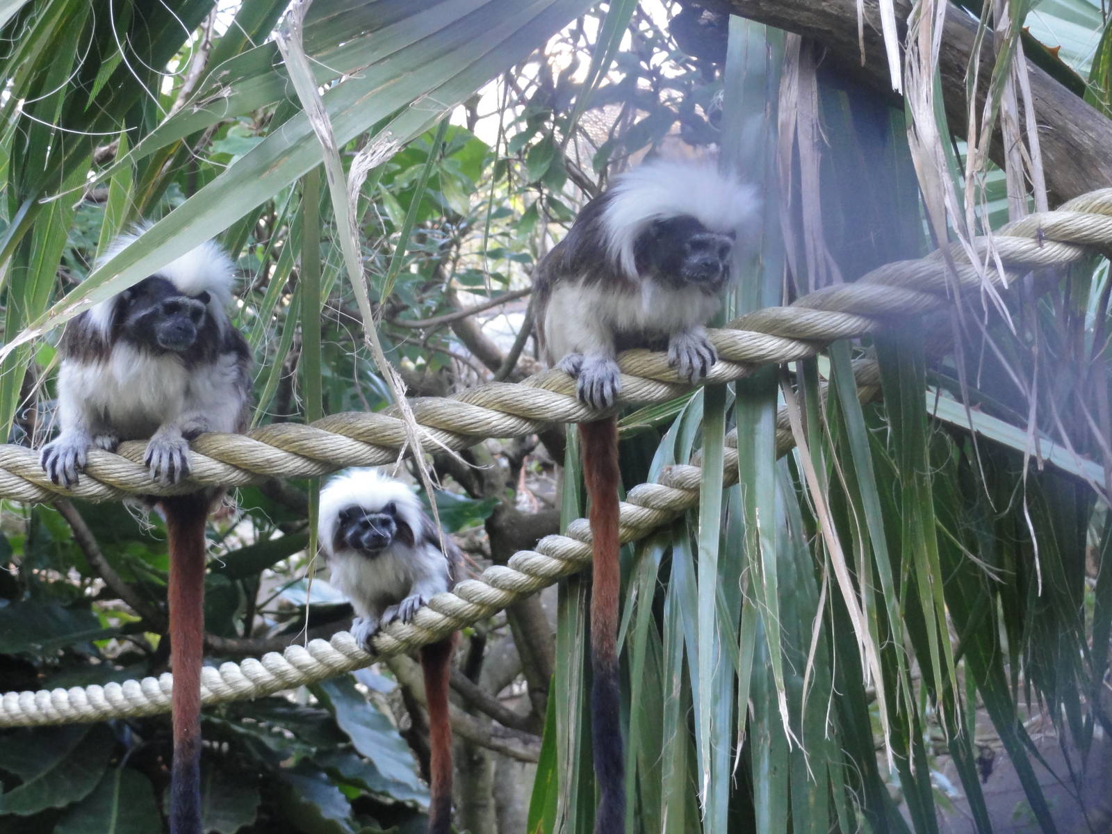 Wellington zoo: circa 2010