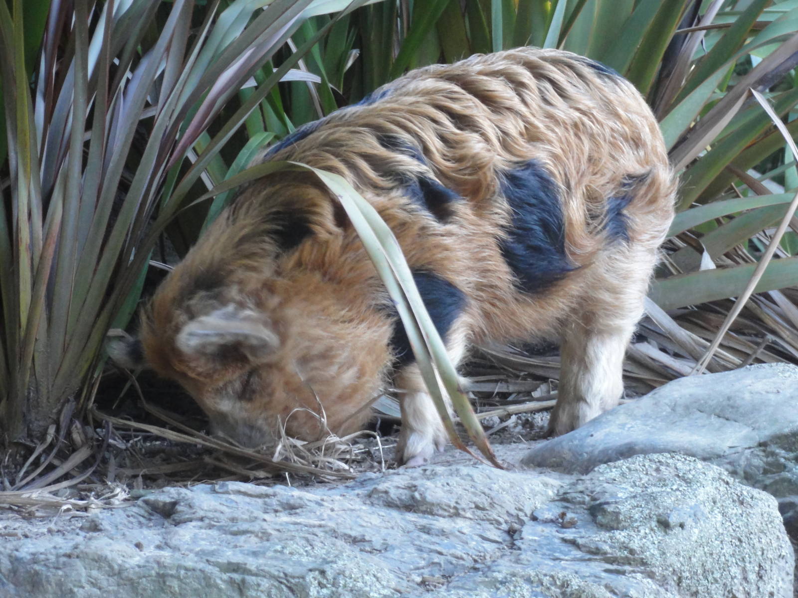 Wellington zoo: circa 2010