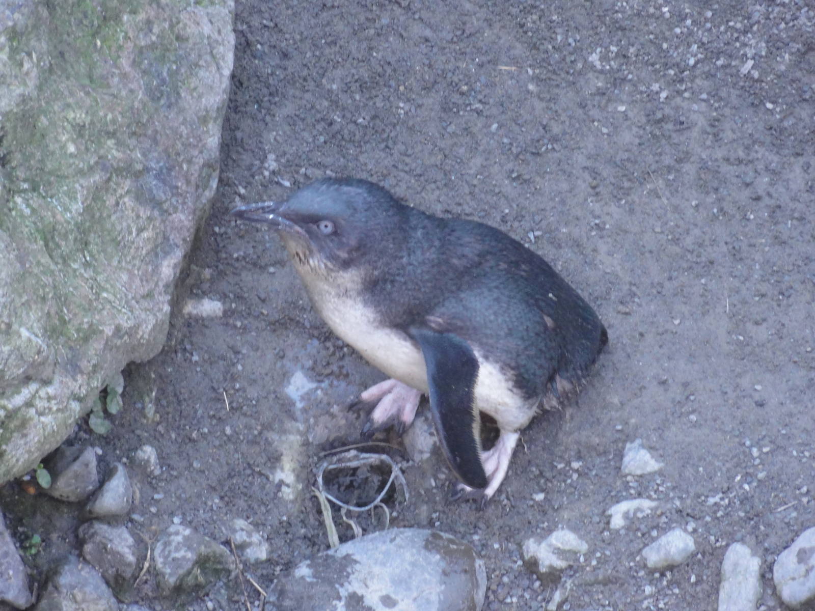 Wellington zoo: circa 2010