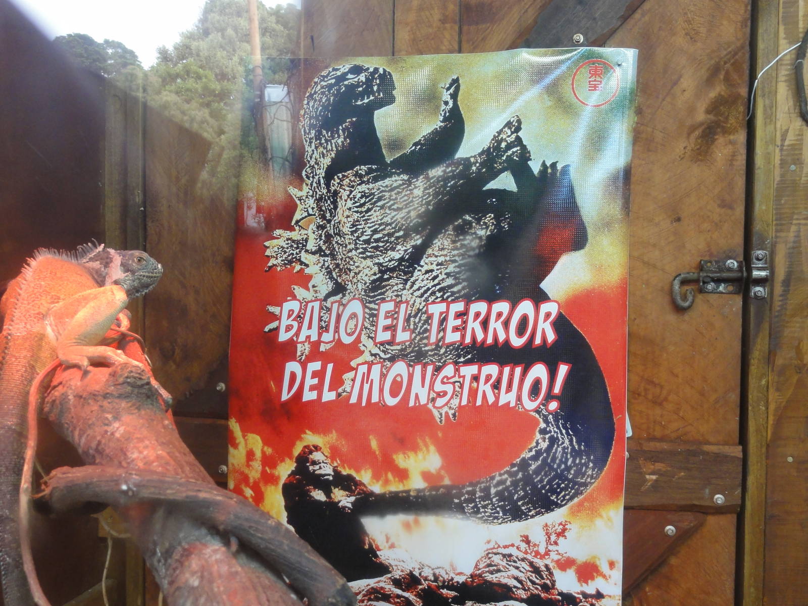 Wellington zoo: circa 2010