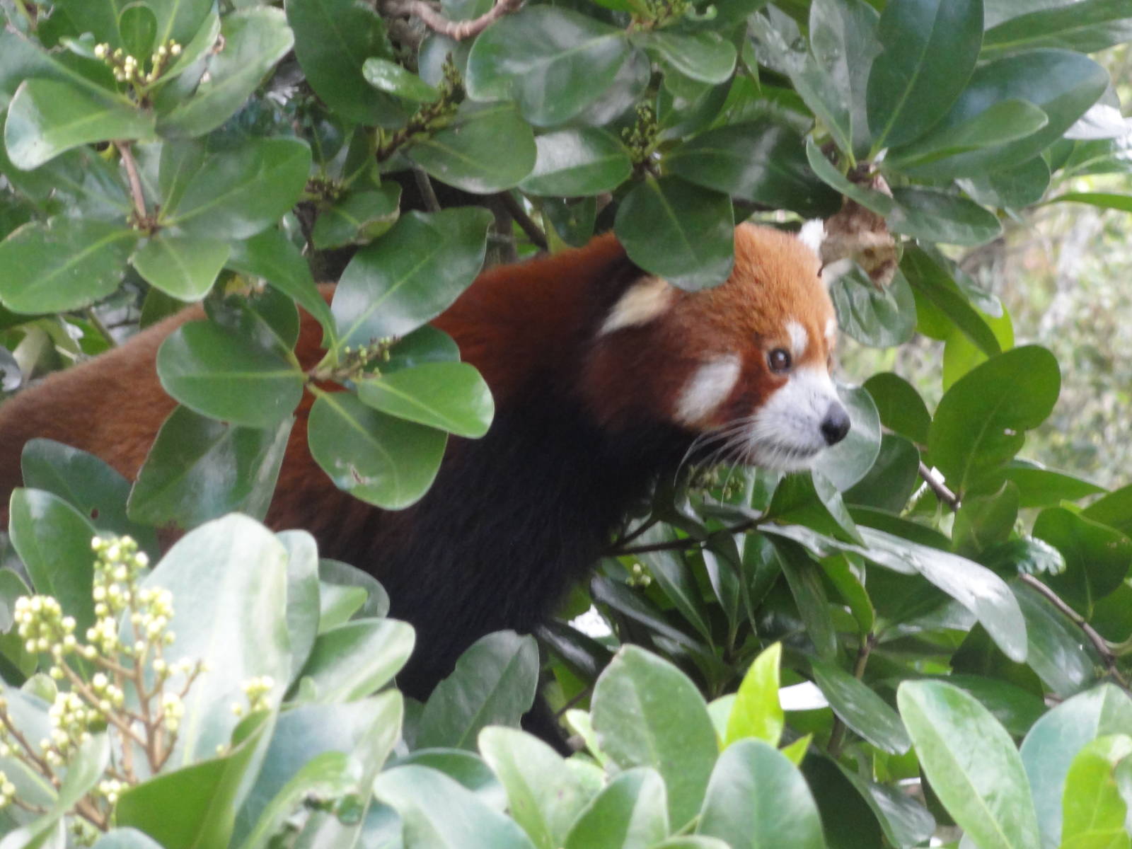 Wellington zoo: circa 2010