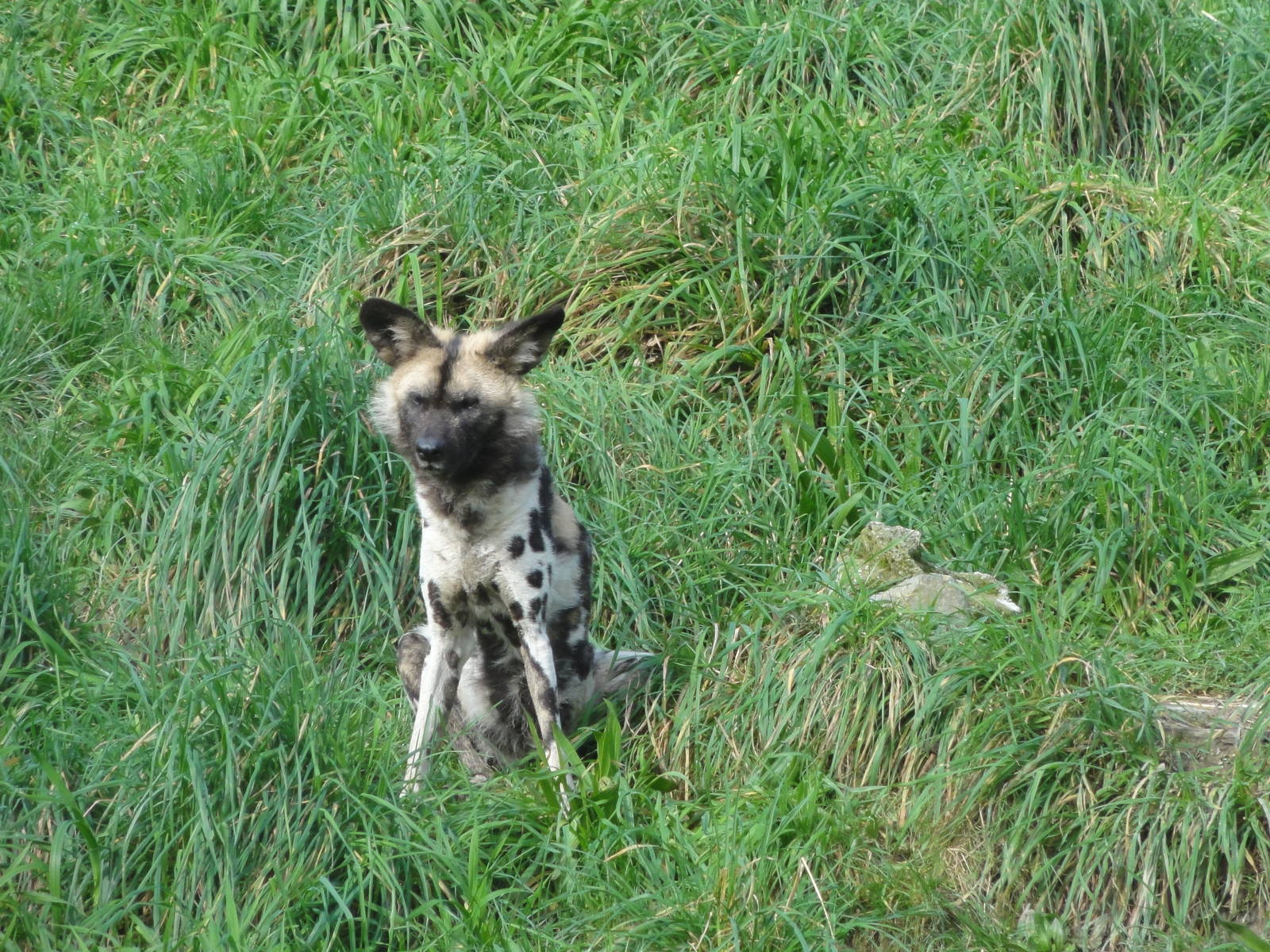 Wellington zoo: circa 2010