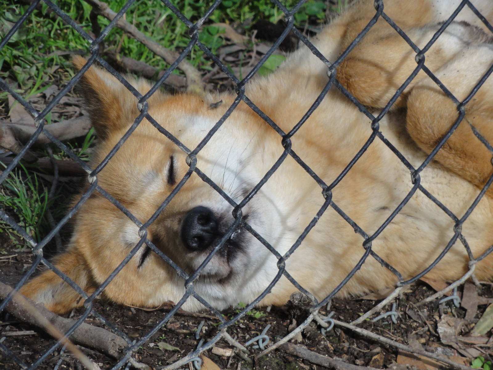 Wellington zoo: circa 2010