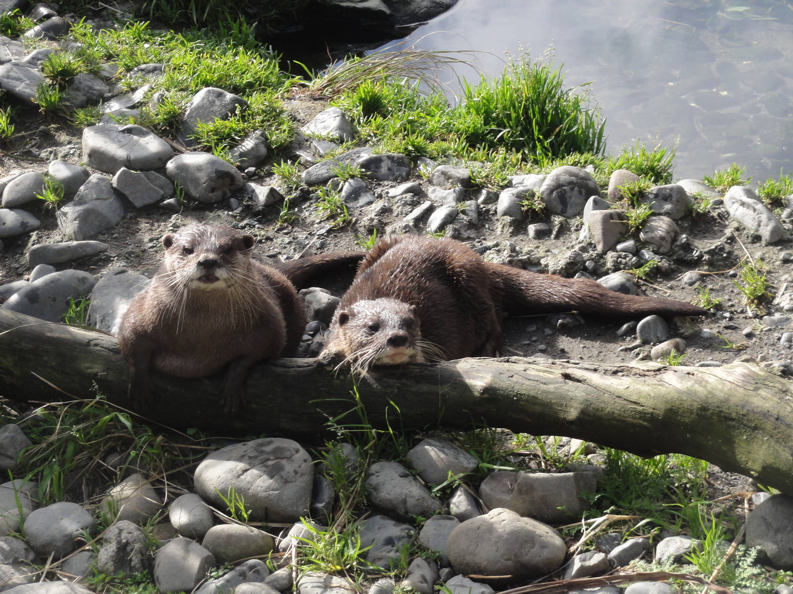 Wellington zoo: circa 2010