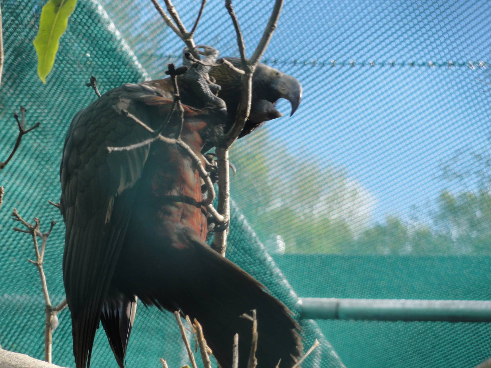 Wellington zoo: circa 2010