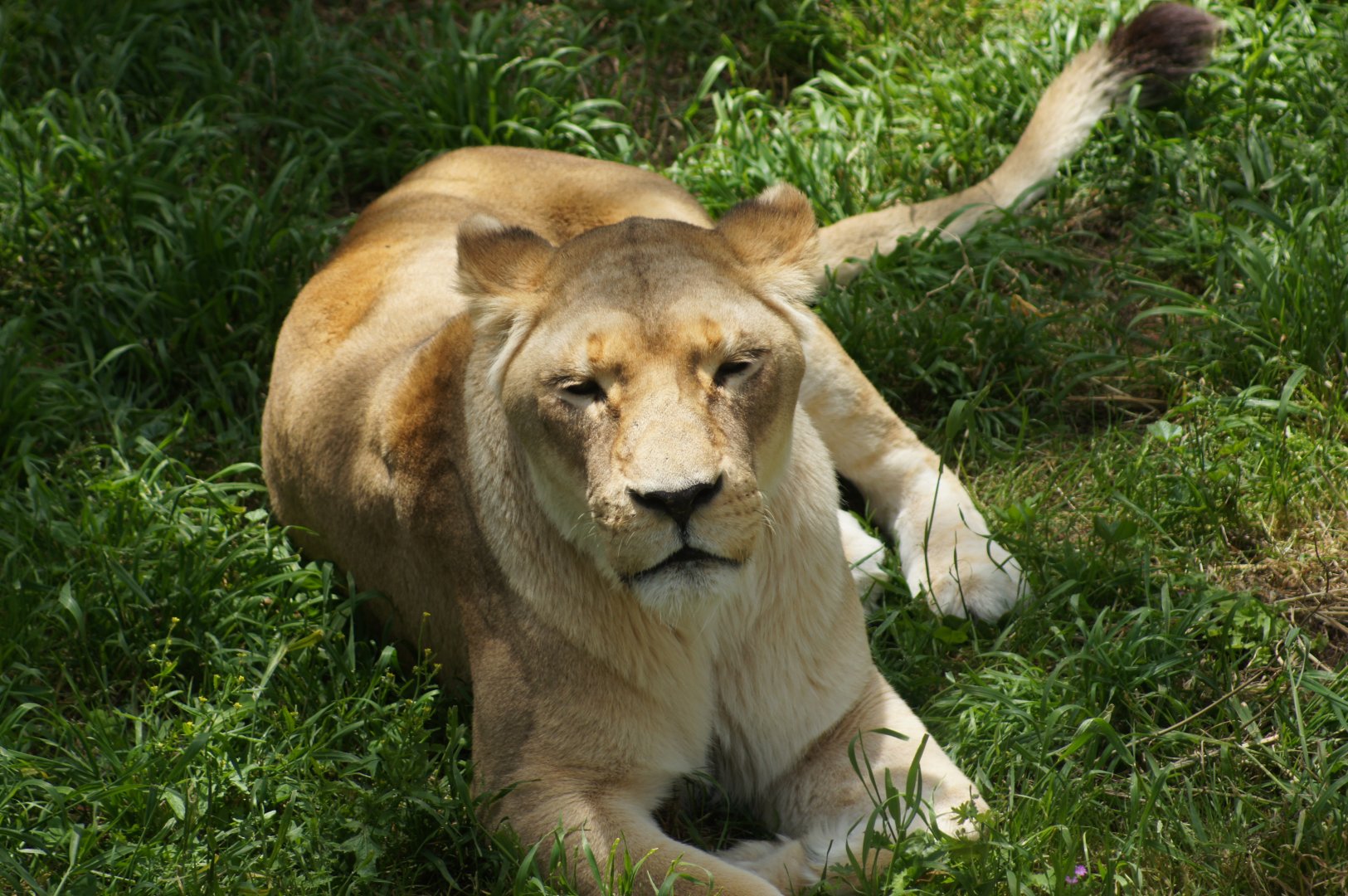 Wellington Zoo | Djane the African Lion