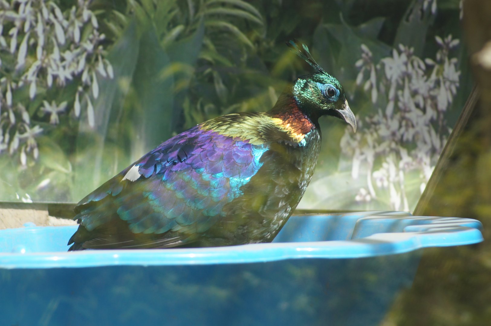 Wellington Zoo | Himalayan Monal in Paddling Pool