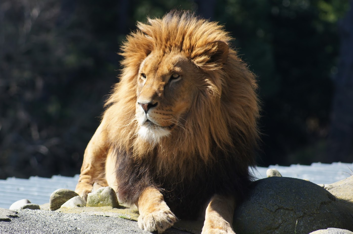 Wellington Zoo | Jelani the African Lion
