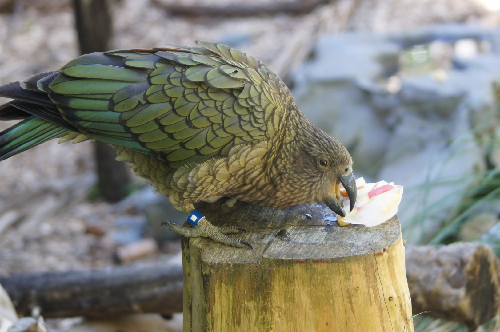 Wellington Zoo | Kea with Ice Block Enrichment
