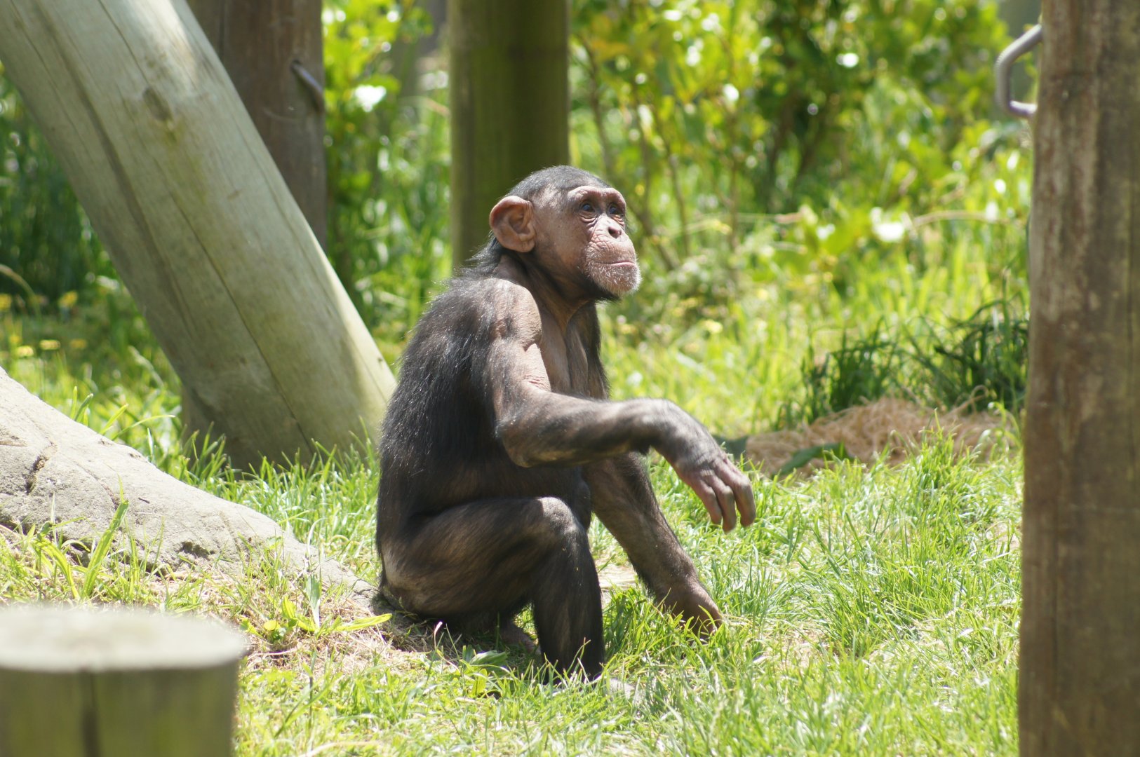 Wellington Zoo | Kitwe the Chimpanzee Waiting to Catch Fruit