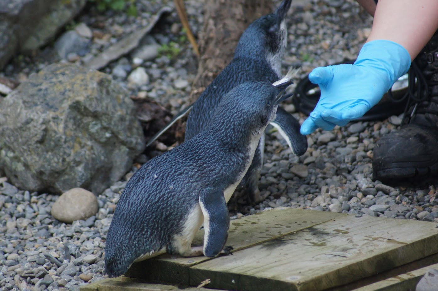 Wellington Zoo | Little Blue Penguin Feeding