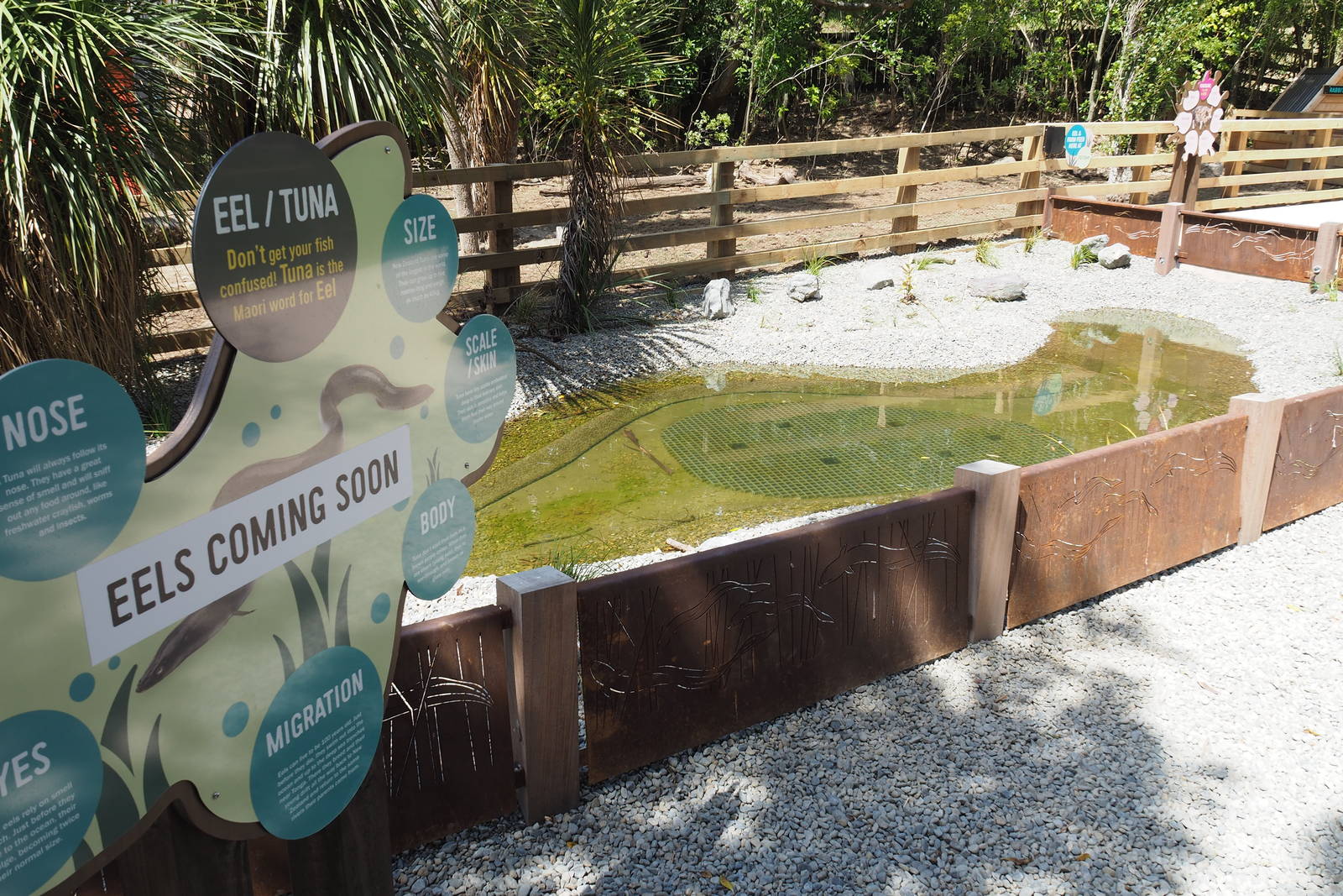 Wellington Zoo - Meet the Locals Eel Exhibit