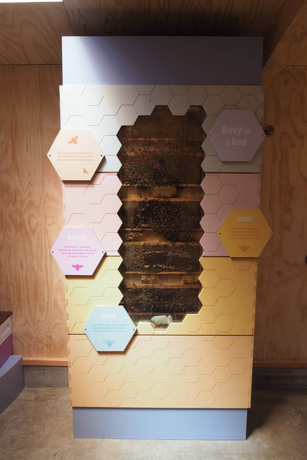 Wellington Zoo - Meet the Locals Honey Bees