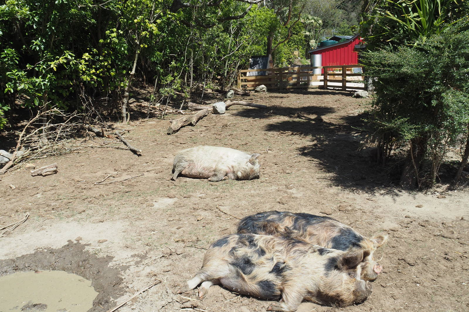 Wellington Zoo - Meet the Locals Kune Kune Pigs