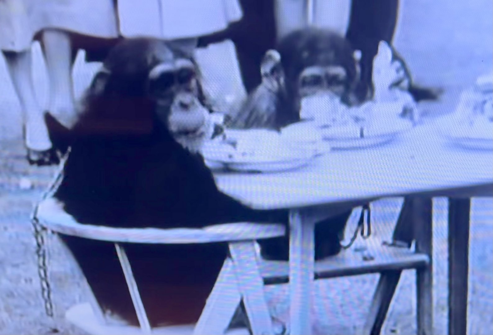 Wellington Zoo - Molly and Breena (1956)