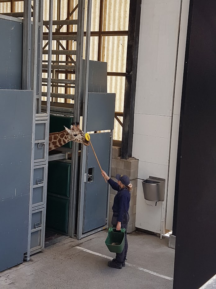 Wellington Zoo | Nia the Giraffe Target Training