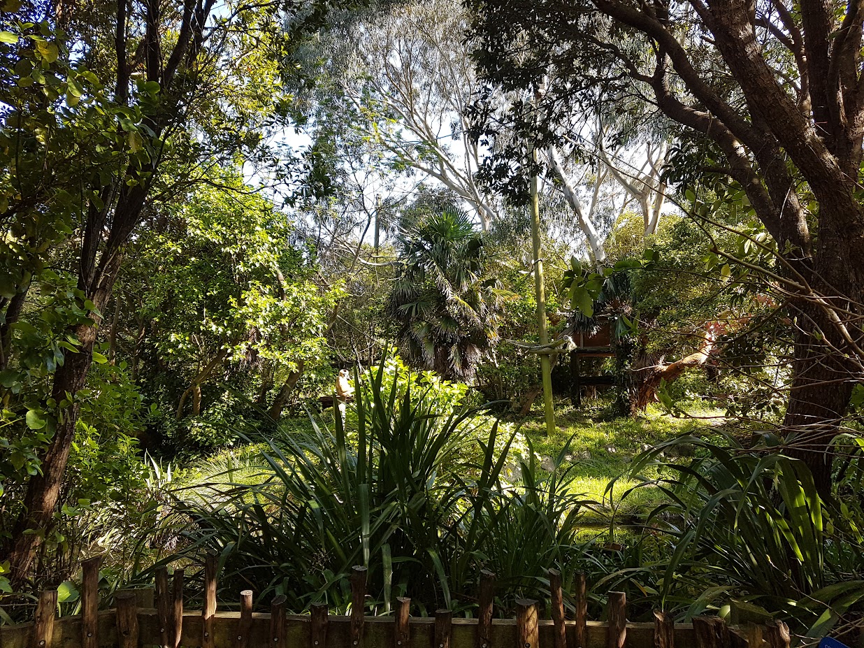 Wellington Zoo | Northern White-cheeked Gibbon Enclosure