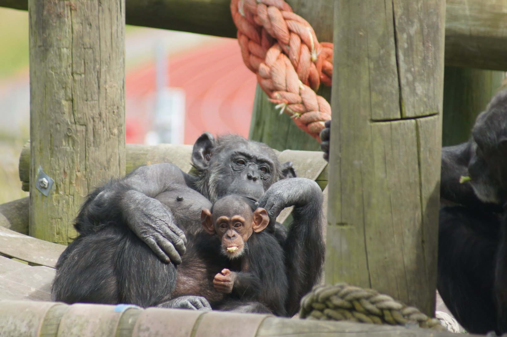 Wellington Zoo | Sally and Akida the Chimpanzees