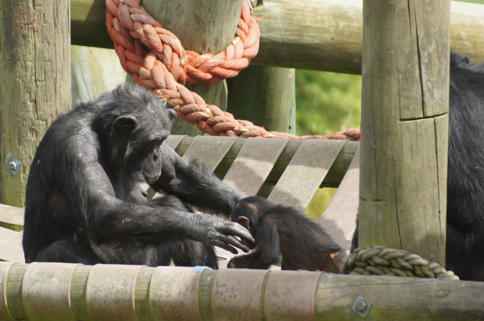 Wellington Zoo | Sally and Akida the Chimpanzees