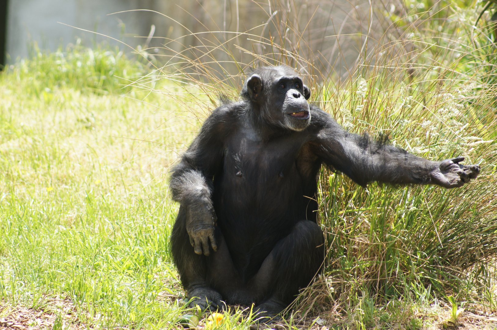 Wellington Zoo | Samantha the Chimpanzee Waiting to Catch Fruit