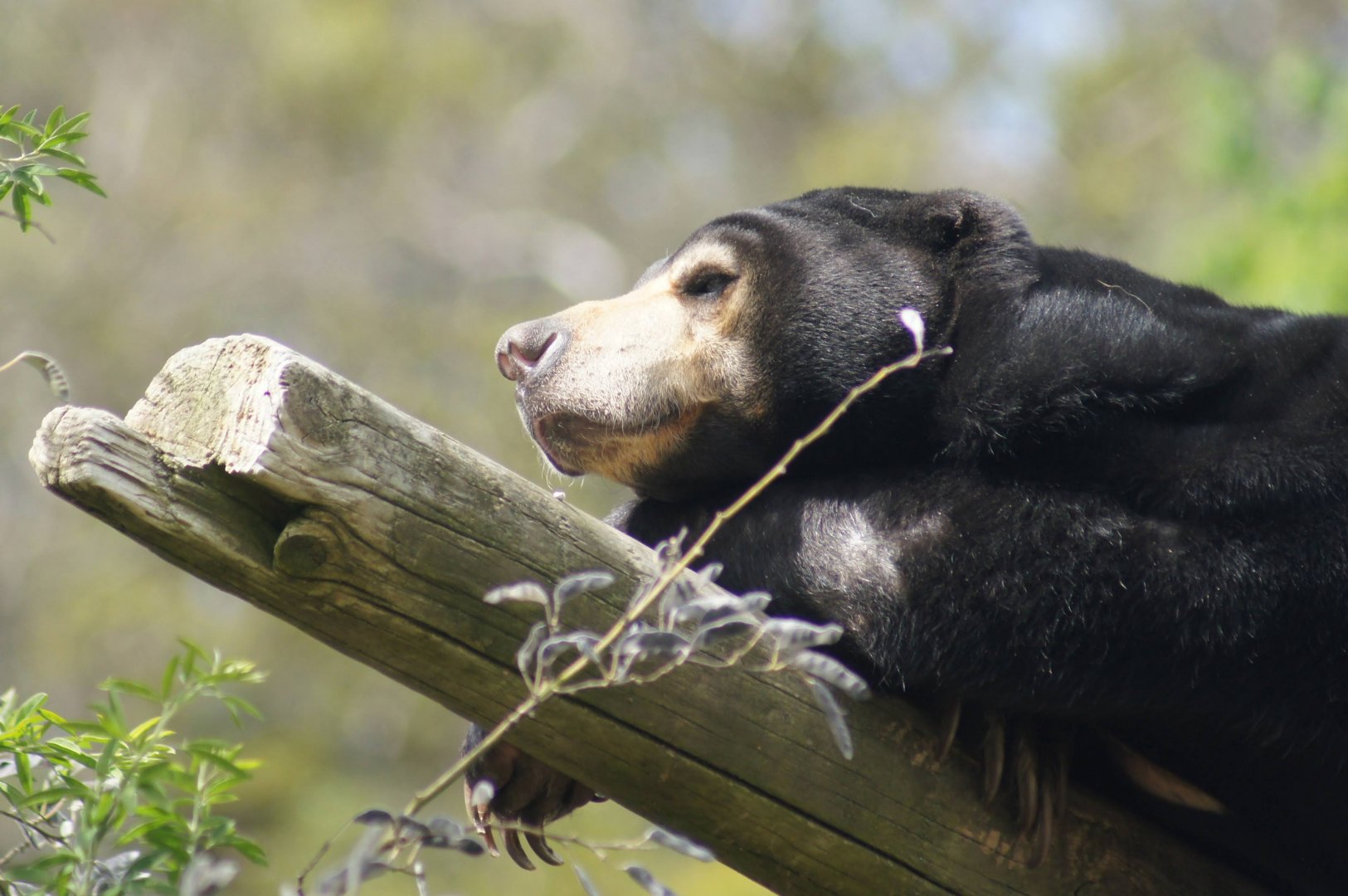 Wellington Zoo | Sasa the Sun Bear