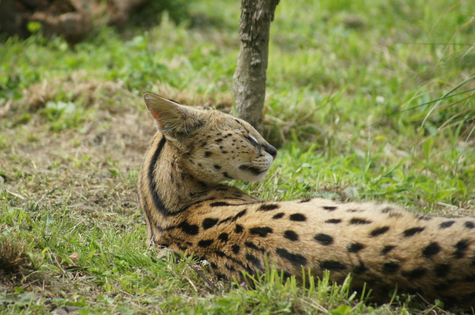 Wellington Zoo | Serval
