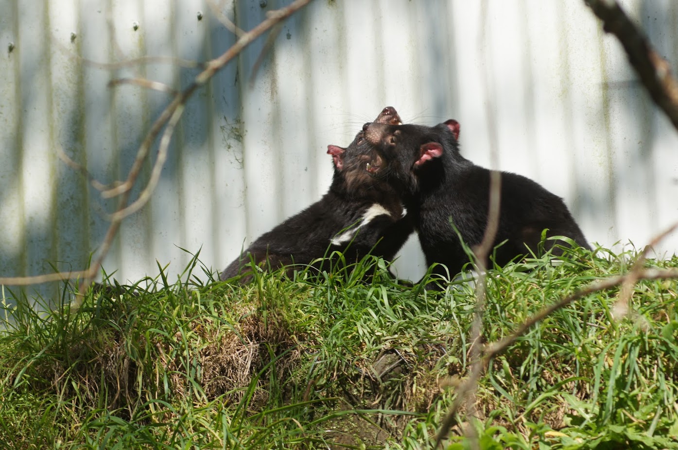 Wellington Zoo | Tasmanian Devil