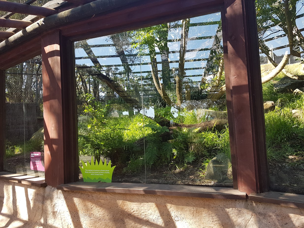 Wellington Zoo | Temporary North Island Weka Enclosure