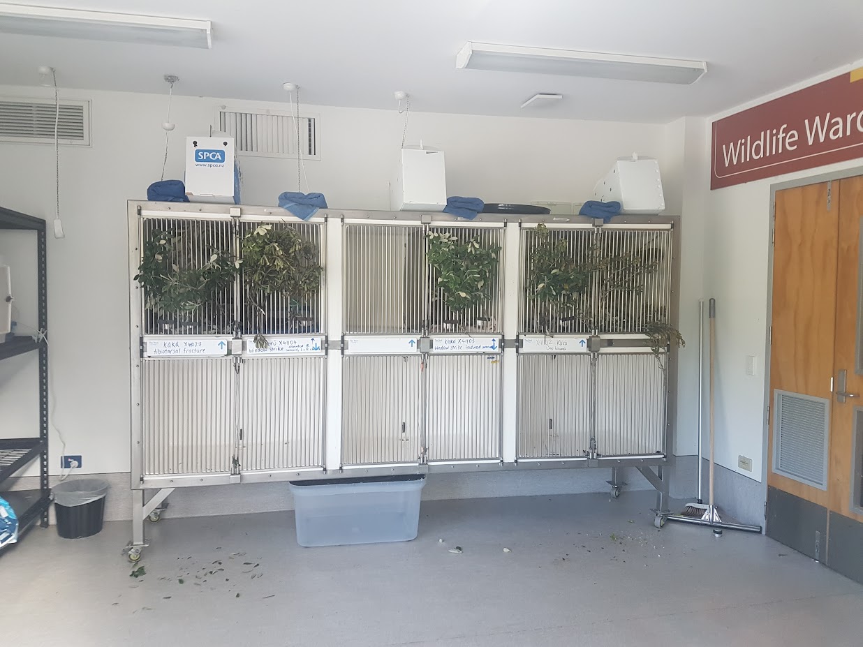 Wellington Zoo | Wildlife Ward