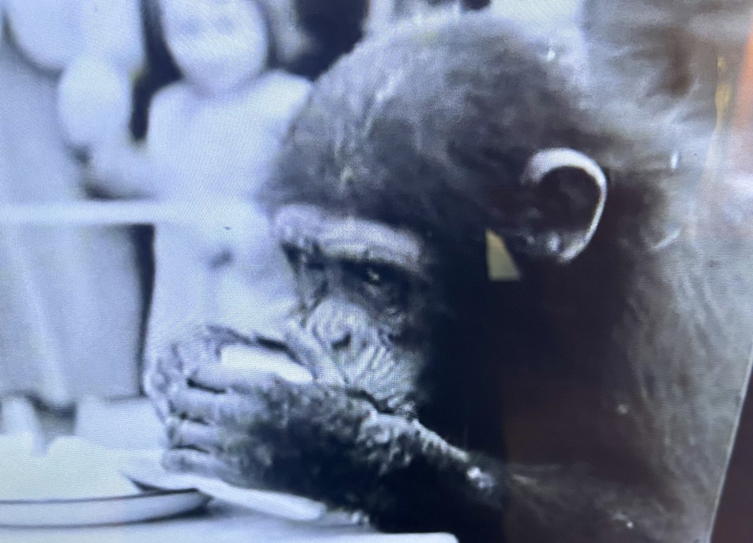 Wellington Zoo - Yoka (1956)