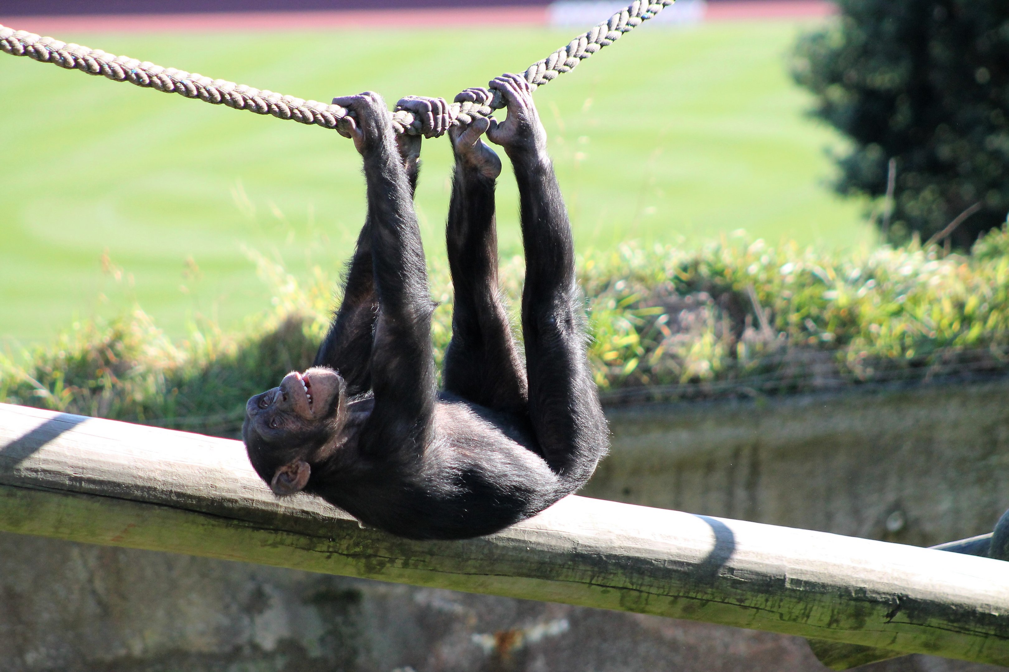 Wellington Zoo's new sloth