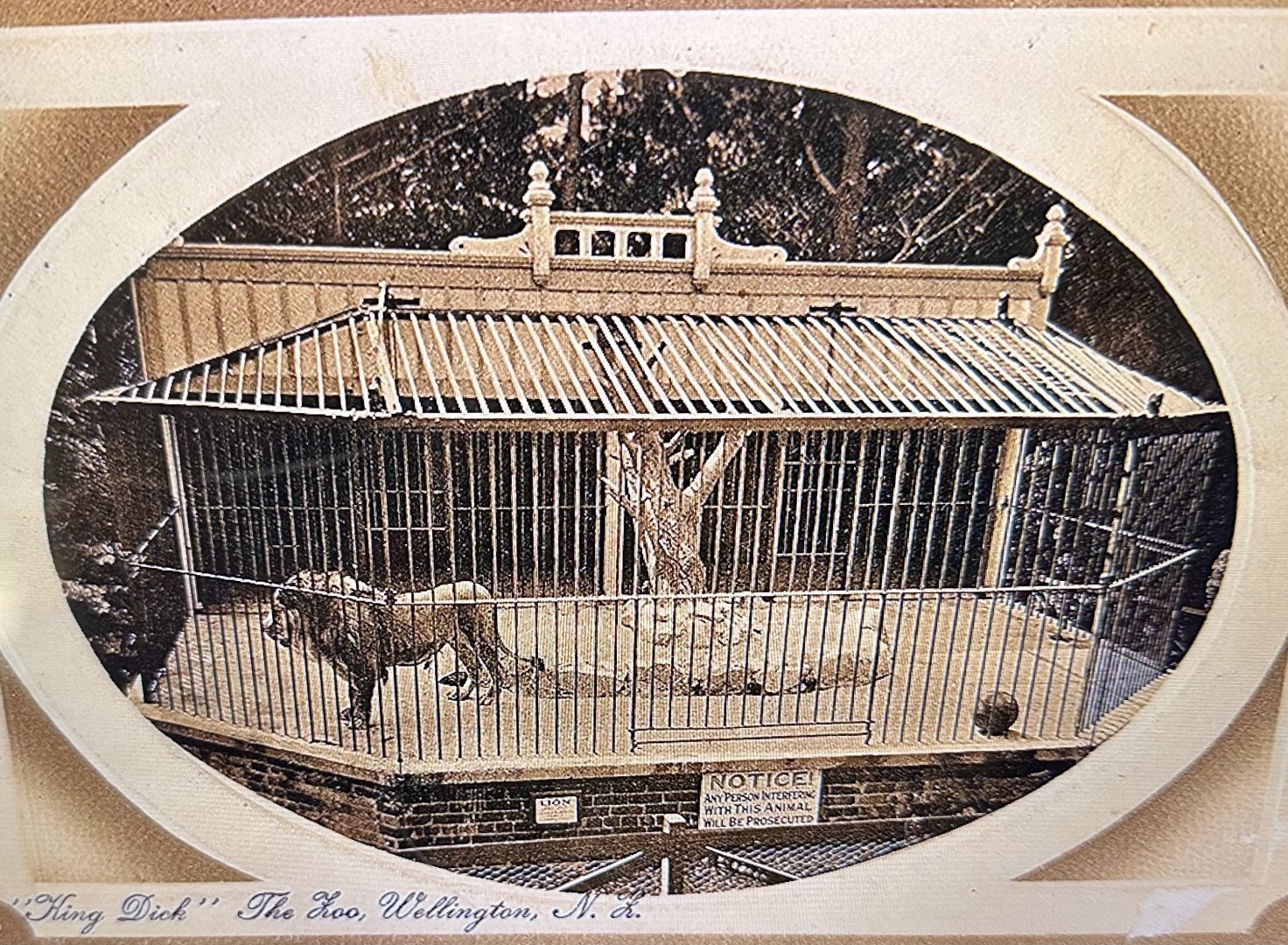 Wellington Zoo’s Original Lion Exhibit