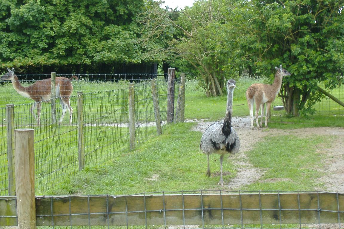 Wellplace Guanaca and Rhea