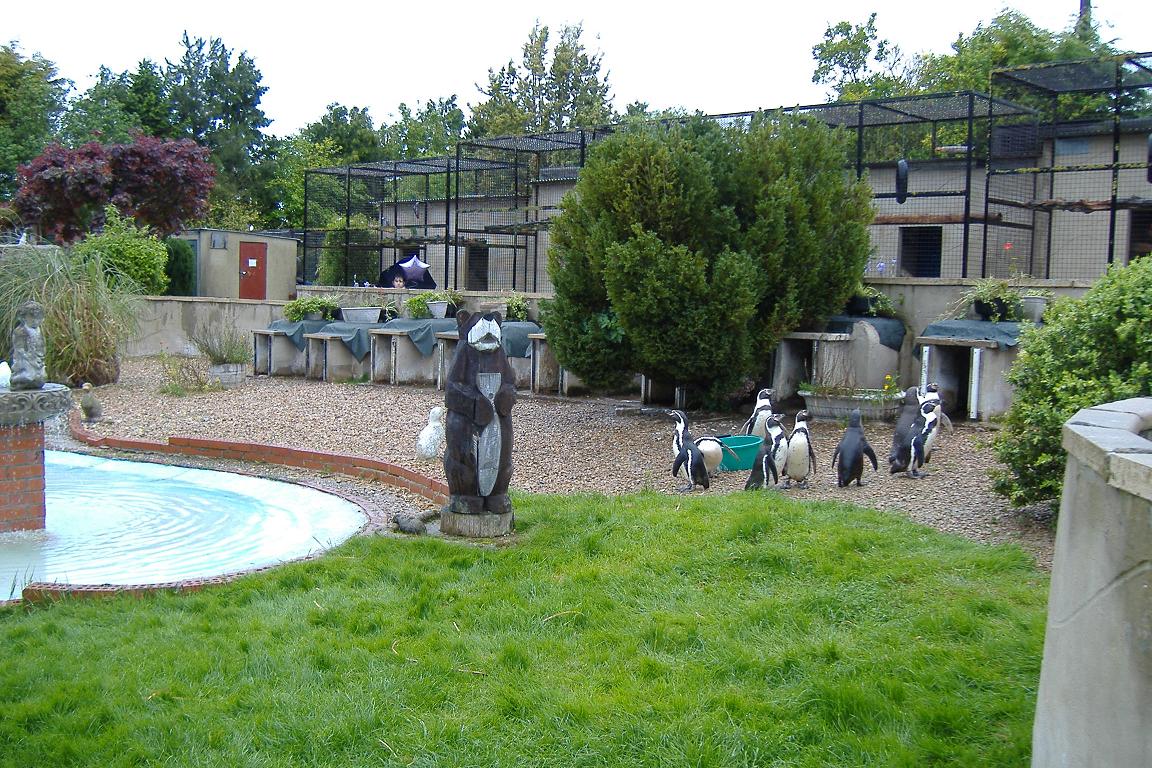 Wellplace Penguins and parrots