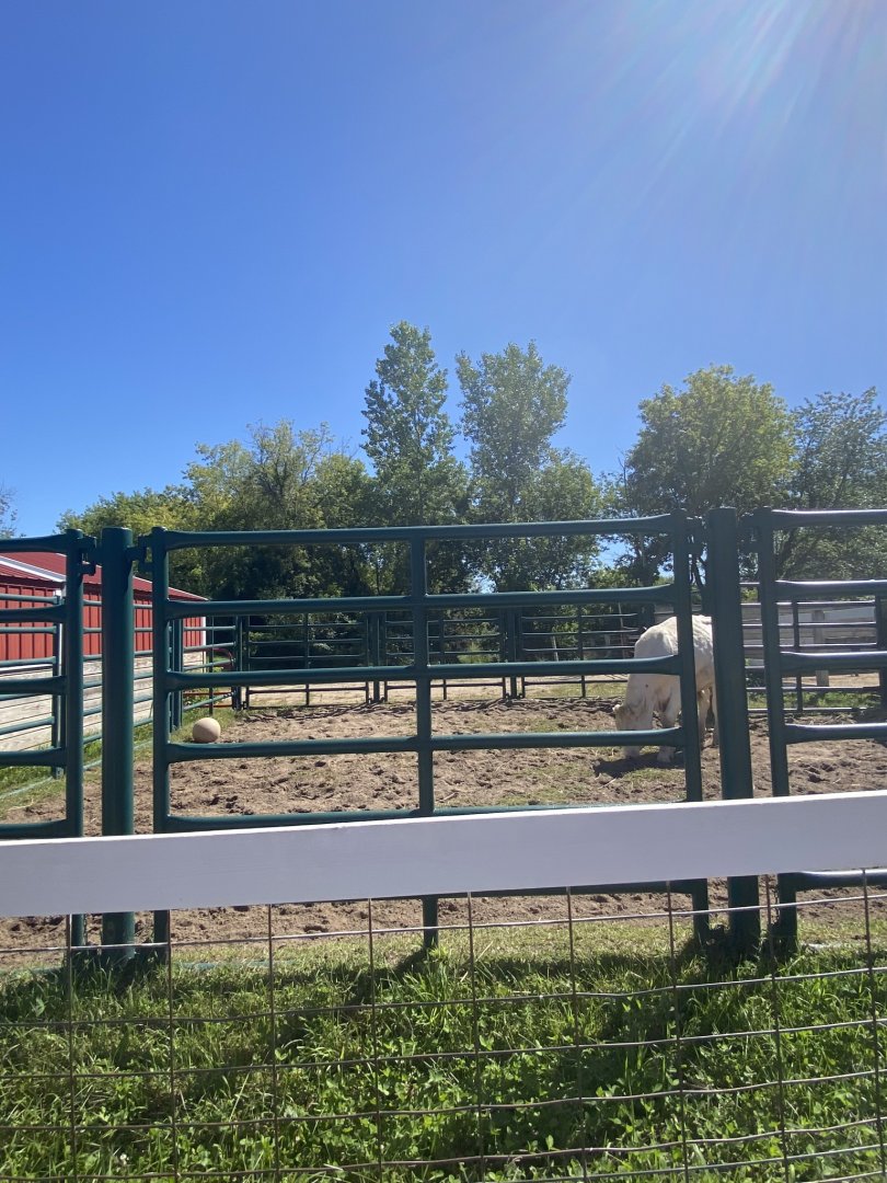 Wells Fargo family farm- bull exhibit