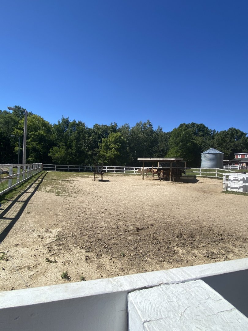 Wells Fargo family farm- cow exhibit
