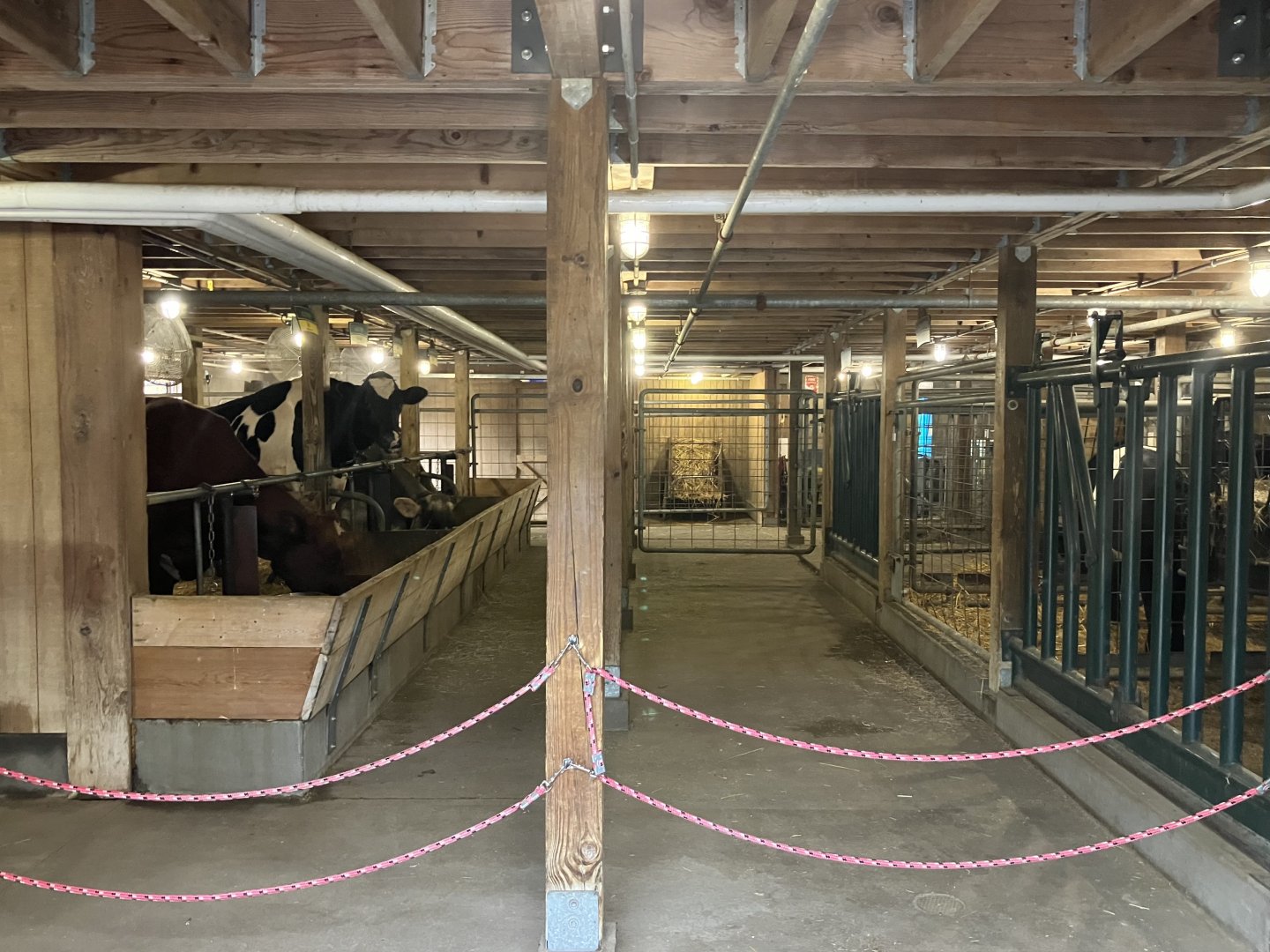 Wells Fargo Family Farm - Domestic Cattle Barn