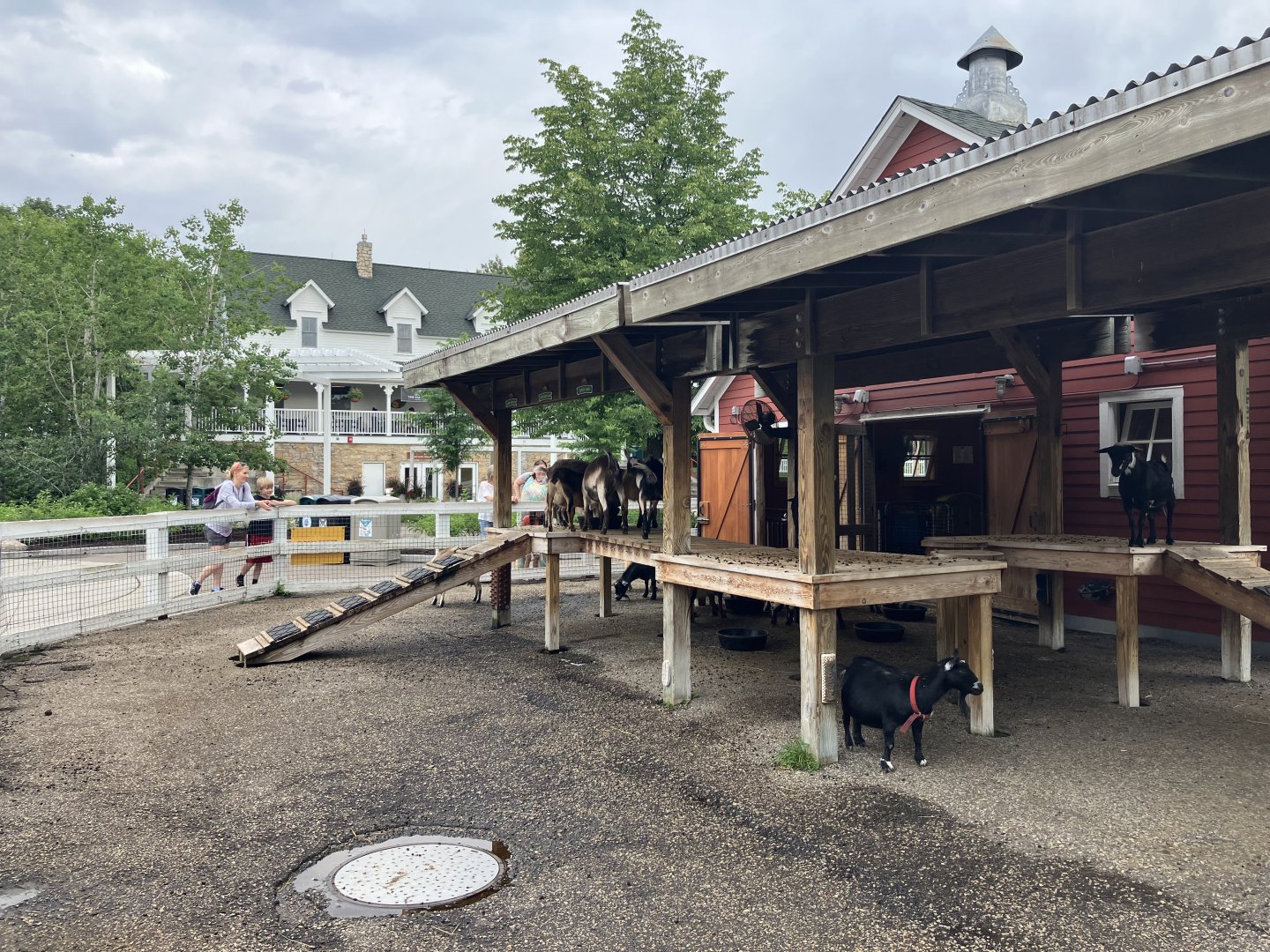 Wells Fargo Family Farm - Domestic Goat Exhibit