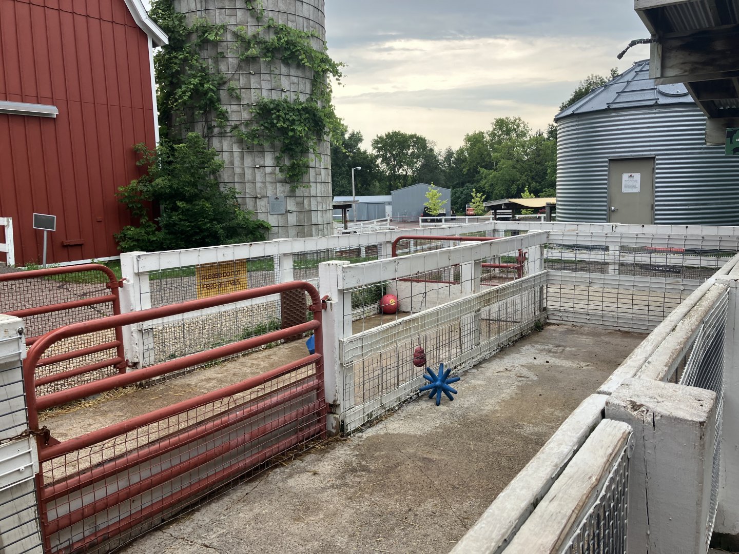 Wells Fargo Family Farm - Kunekune Pig Exhibit