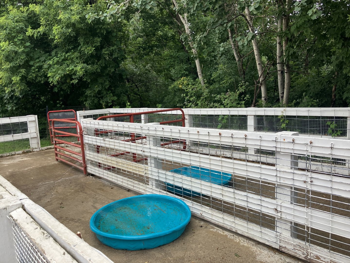 Wells Fargo Family Farm - Kunekune Pig Exhibit